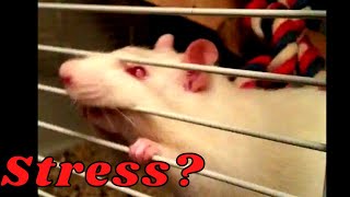 7 Hidden Signs That Your Rat is Stressed or Unhappy & How to Prevent It