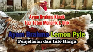 Ayam Brahma Lemon Pyle - Lemon Pyle Brahma Chicken