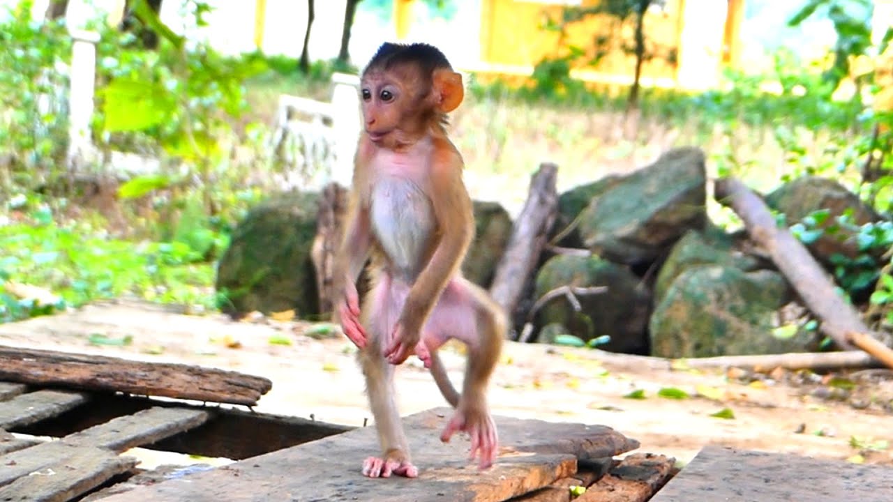 Monkey Stand Baby monkey stand tow leg. - YouTube