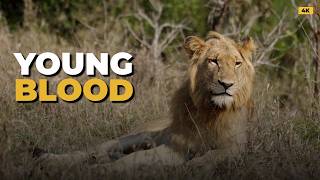 Strange New Male Lion Enters the Arena