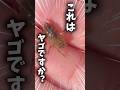 僕はメダカ飼育が趣味のただの40代のおじさん