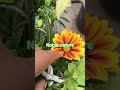 Noble nature #mothernature #villagebackgroundmusic #viralshort #viral #viralkaroviralkaro