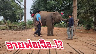 มิ่งอายเต้น🕺‼️ให้พ่อเสือดู//เเบบนี้จะเป็นลูกศิษย์พี่บัวมั้ย🐘😆