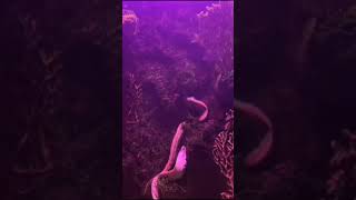 Moray eel. Anguila. Anguilidae. Wild NATURE predator. WATER Wild MORAY EEL