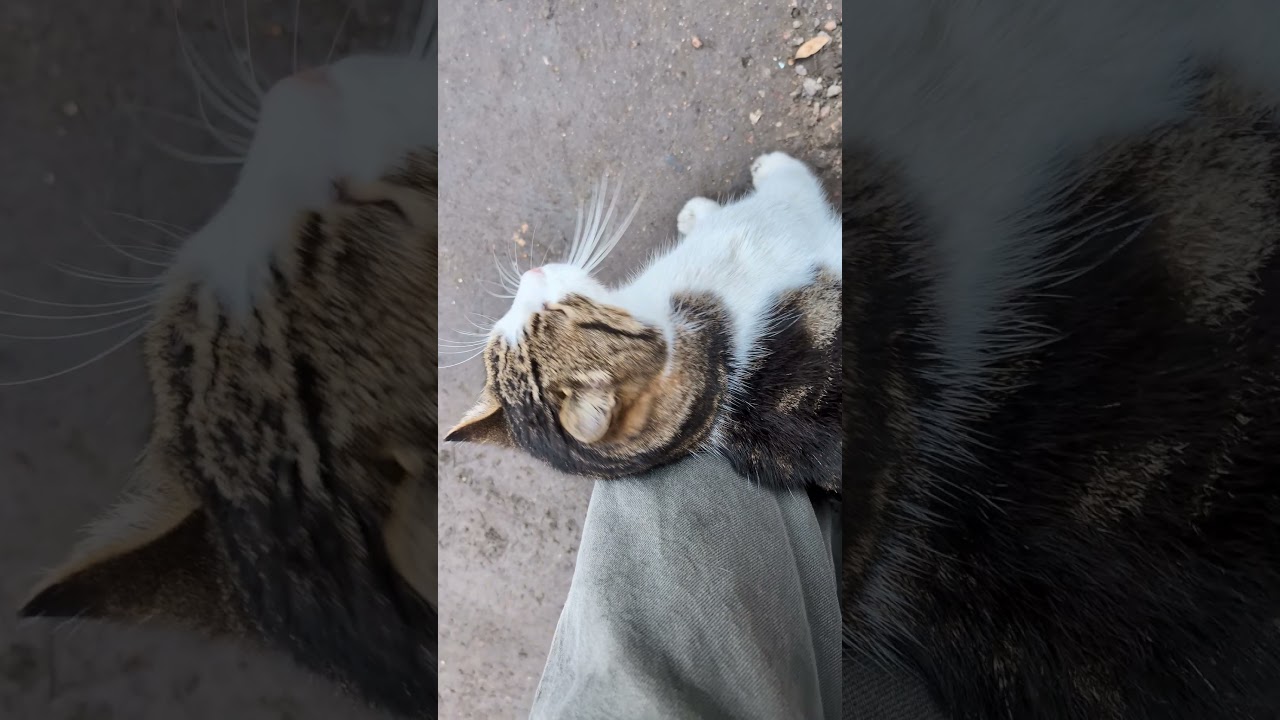 Вусько | Vusko | Catspinness