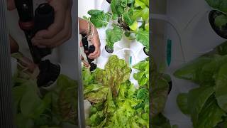 Harvesting green leafy veggies 😋 I love harvest time!#gardentotable #gardening #garden