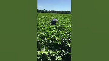Five step plan to correctly pull a pigweed.