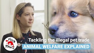 Puppy Trade: Closer than you think | Animal Welfare, explained | FOUR PAWS | [SUBS]