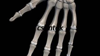 How To Say Bones In Hungarian? Csontok