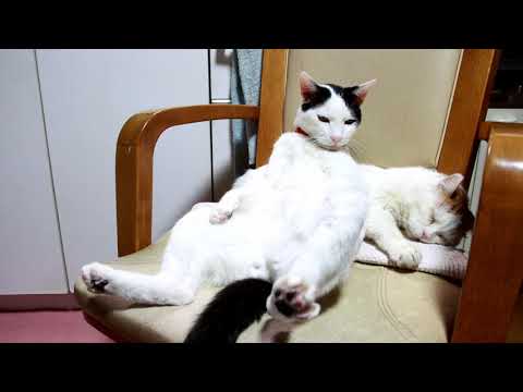 おすわりちび Sitting cat 200411