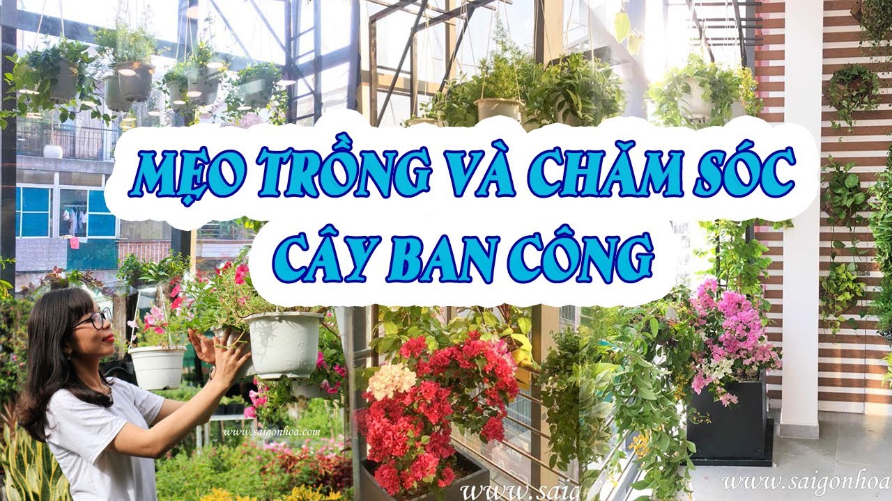 Những Sai Lầm Khi Trồng Và Chăm Sóc Cây Ở Ban Công -... - youtube