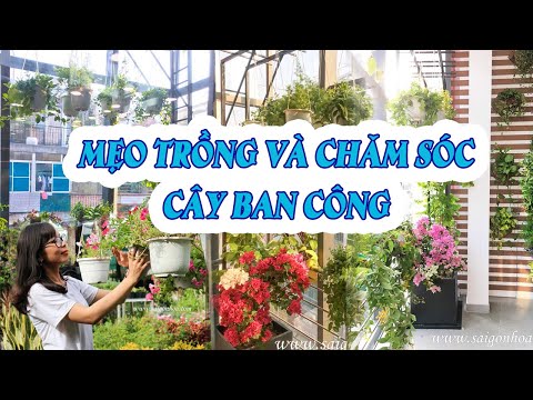 Video Những Sai Lầm Khi Trồng Và Chăm Sóc Cây Ở Ban Công -... - youtube