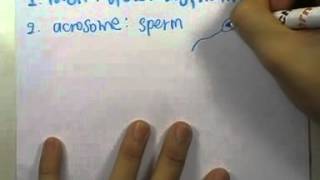 ormBio ver2 : เซลล์และองค์ประกอบของเซลล์ ตอน03
