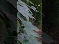 Auroville Life — Rooted in the Earth, Reaching for the Divine.