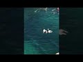Dog Performs Cliff Dive || ViralHog