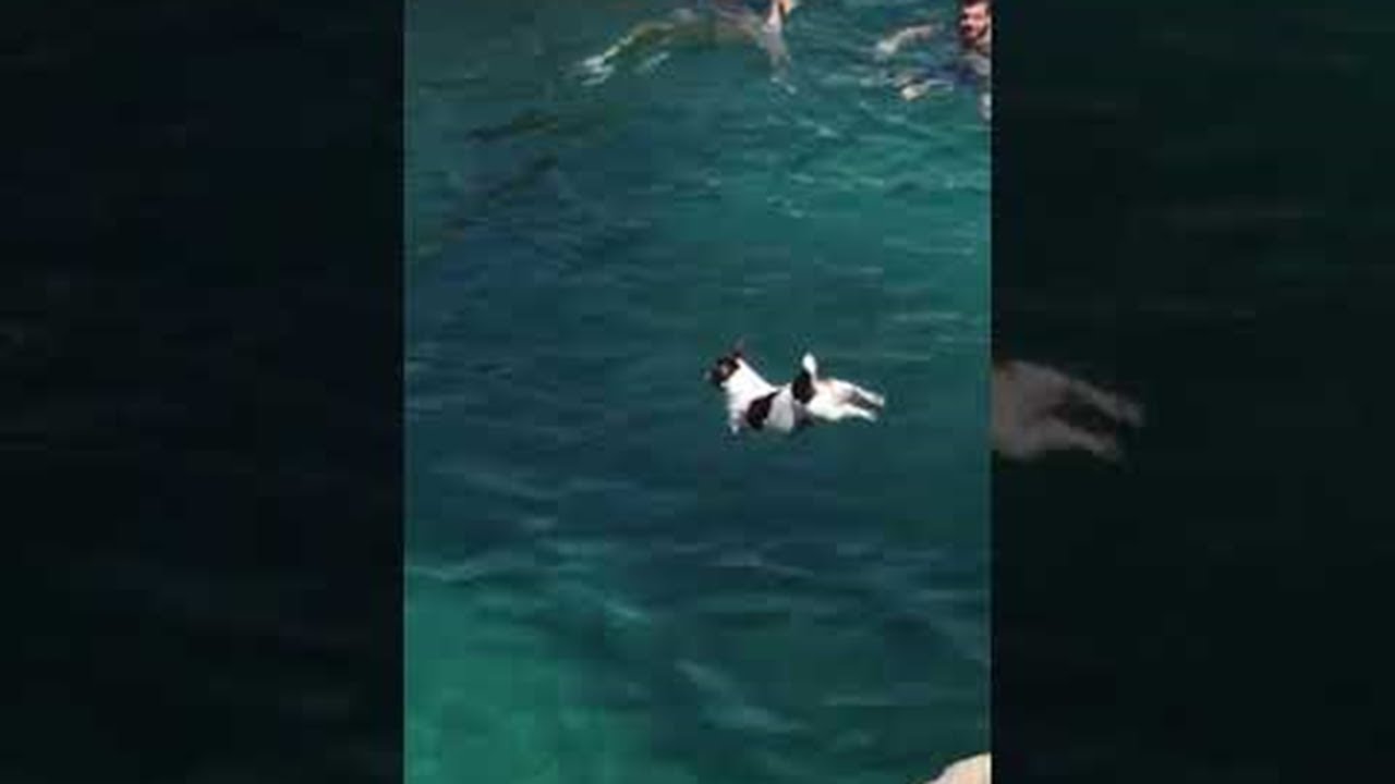 Dog Performs Cliff Dive || ViralHog