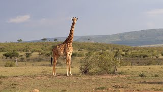 Safari Day 1: Giraffes, Zebras, Wildebeest, a Cheetah, and a Sundowner