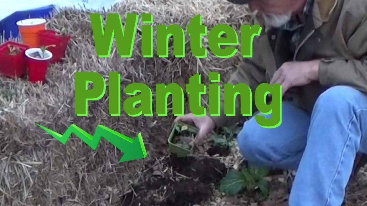 Planting A Winter Garden In The Deep Mulch 1292022 YouTube