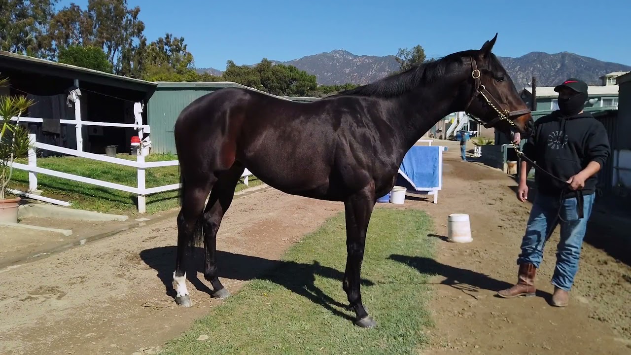 Horse trainer Jeff Bonde discusses knee closure on a Thoroughbred.