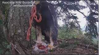 Bucovina ~ Mom Delivers Large Gull! Zenit Self Feeds & Pulls Out Long BirdGhetti! Huge Crop 7.25.21