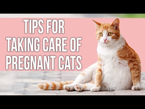 Wideo: 3 sposoby dbania o ciężarną kotkę