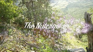 Sky Island Wildlife Set To The Nutcracker 2024