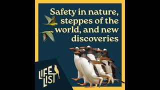 Cornell and safety in birding, steppe habitats of the world, birding Portugal, and 'discovering' ...