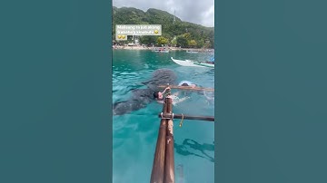 WHALE SHARK INTERACTION