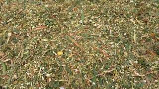 How to make surface maize silage STEEP TWO