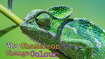 Why Chameleons Really Change Color