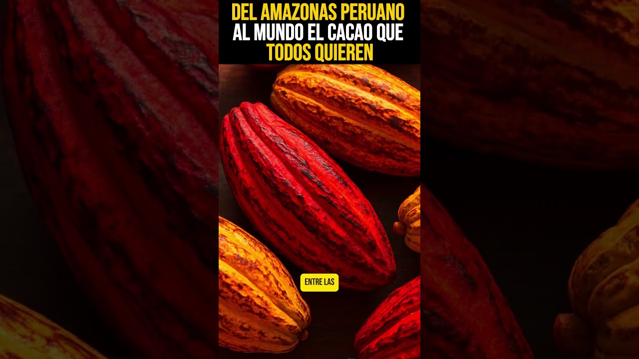 ¡El cacao más puro del mundo crece en Perú! 