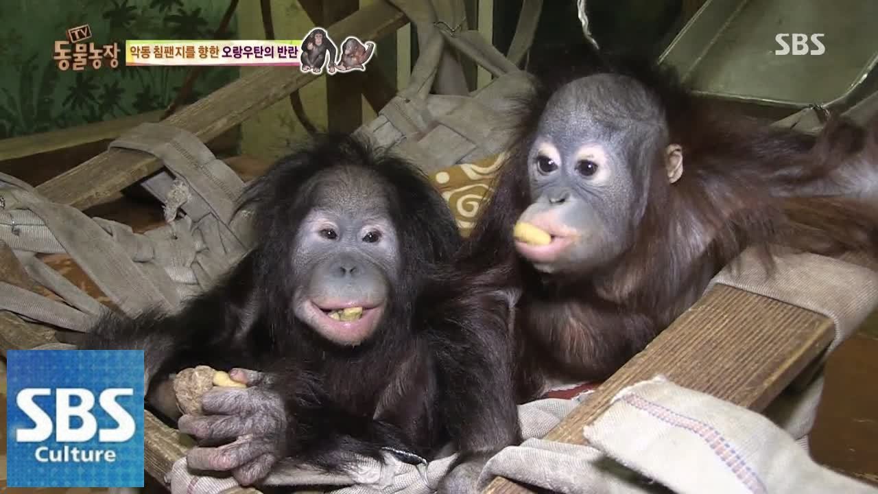 보남이 기 살리려 온 삼촌 백석이 @TV동물농장 141130