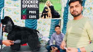 Cocker Spaniel  Dog Breed Information || Bhola Shola