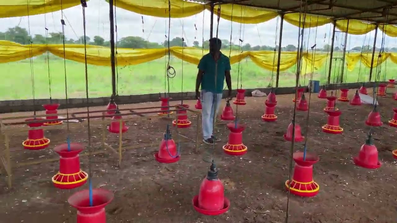 Poultry Farm Litter Cleaning Process | Expert Tips for Healthy Birds”