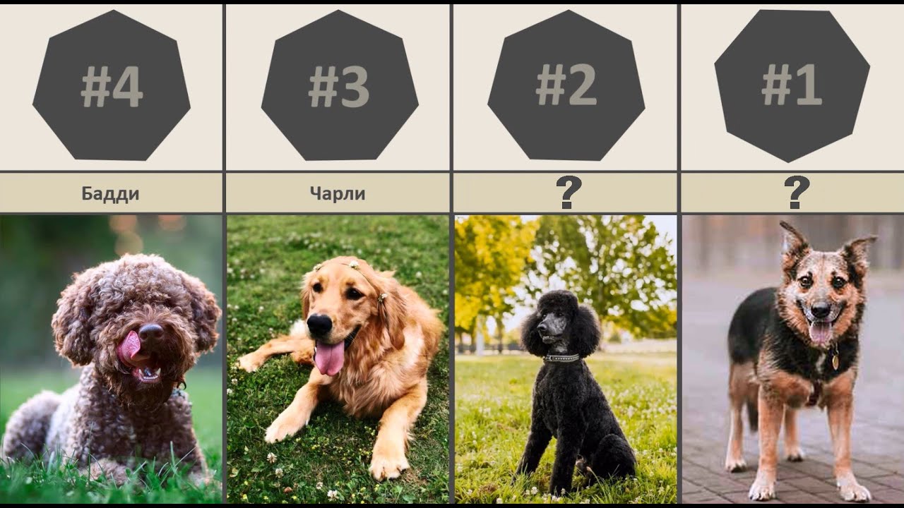клички со значениями для собак крупных размеров клички со значениями для собак крупных размеров