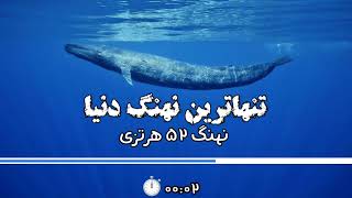نهنگ ۵۲ هرتزی | تنهاترین نهنگ دنیا