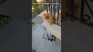 Milo's Reaction When I say no walk 🤣 || Milo