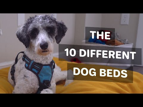 The 10 Different Types of Dog Beds EXPLAINED