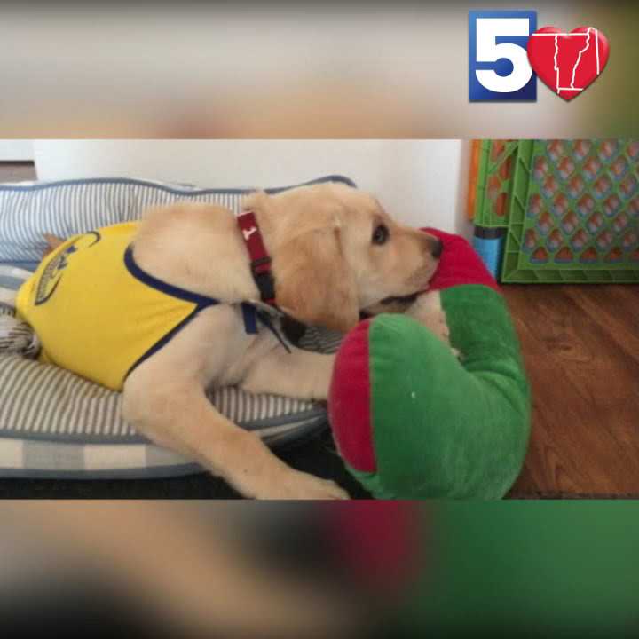 MyNBC5-WPTZ - YouTube