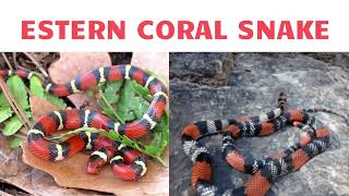 Animals That Start With Letter E Animals Name For Kids