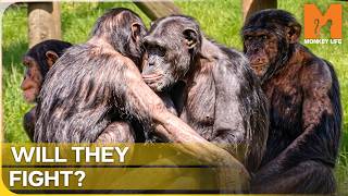 Two Unpredictable Apes Reunite After 2 Years | Monkey Life Season 2 Episode 16