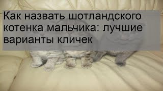 Как назвать шотландского котенка мальчика: лучшие варианты кличек