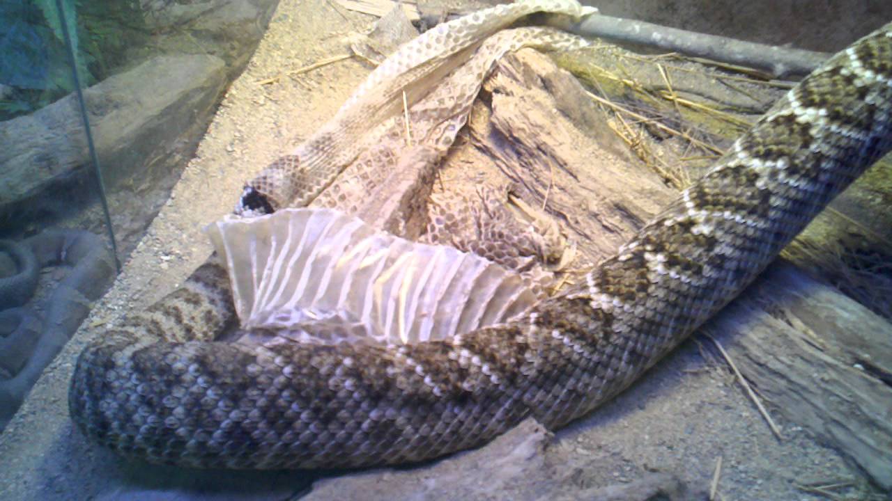 western diamondback rattlesnake shedding - youtube
