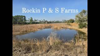 Rockin P & S Farm   2026