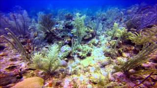 Belize Diving 2015