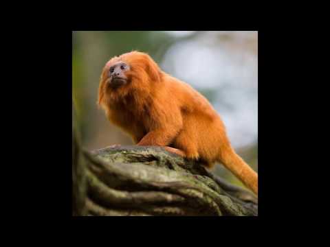 Golden Lion Tamarin - Facts and Figures