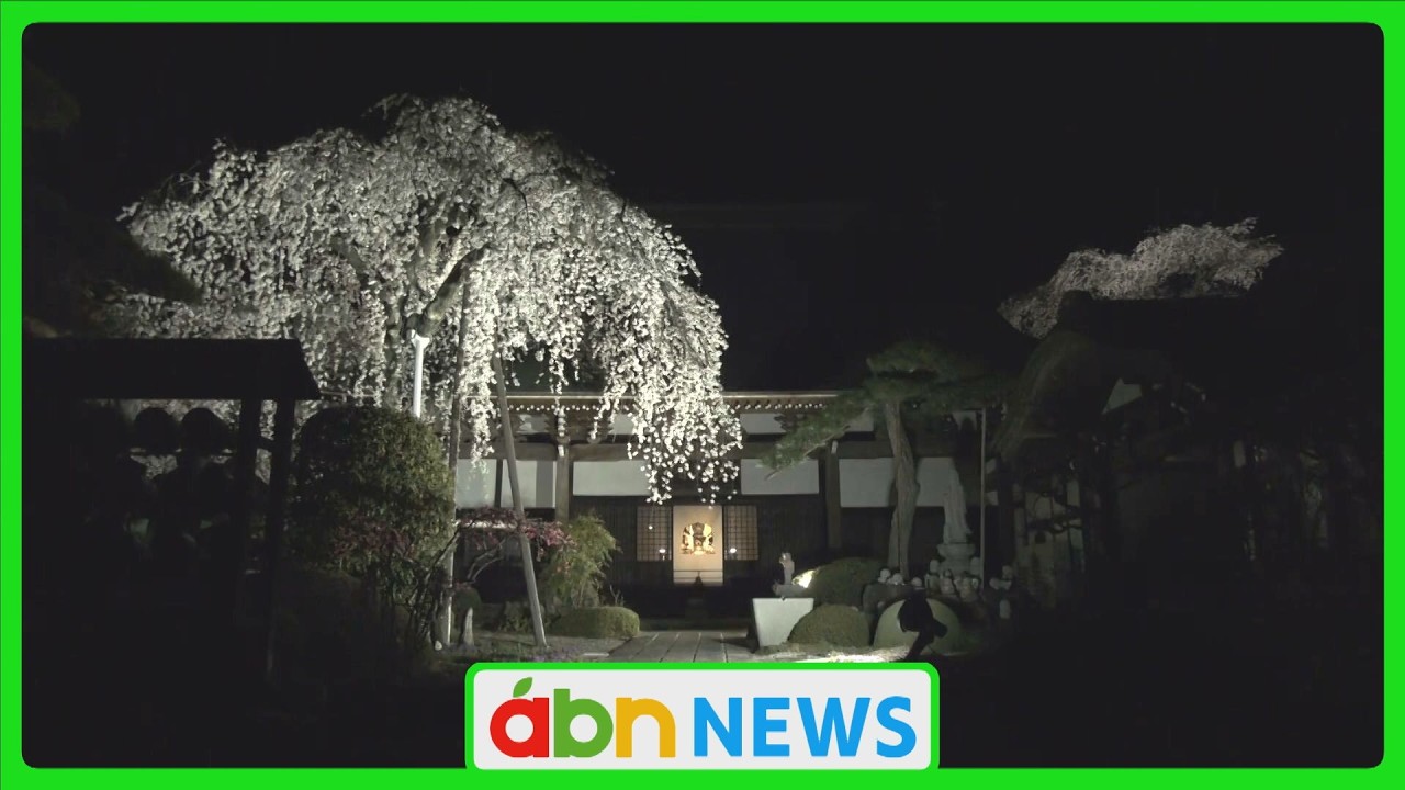 A weeping cherry tree over 300 years old is in full bloom; enjoy