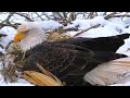 Decorah North~Nest preparing! She brings straw &amp; testing the nest~2024/01/11