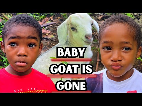 Big Trouble: Our Only Baby Goat is Gone( WATCH 'TIL THE END)‼️