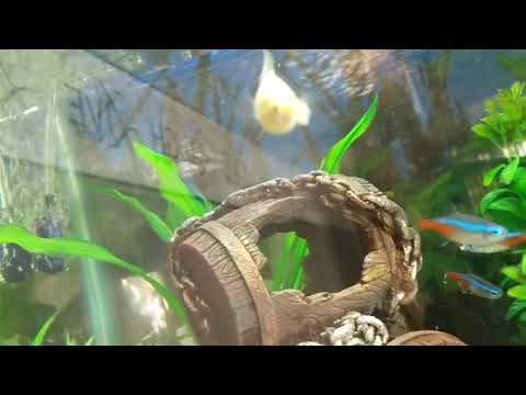 how-to-tell-if-your-guppy-is-pregnant